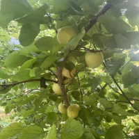 فروش باغ 800 متری فول امکانات زردنجان|فروش زمین و ملک کلنگی|اصفهان, سرشبادران|دیوار