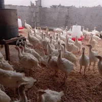 تخم بوقلمون بیوتی نطفه دار|حیوانات مزرعه|کرمان, |دیوار