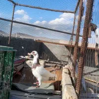 پلنگ سرخ کرمانی