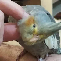 عروس هلندی ماده|پرنده|احمدآبادمستوفی, |دیوار