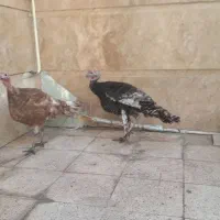 بوقلمون
