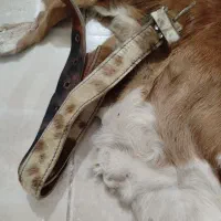 پوست بز قدیمی ب همراه کمربند|کلکسیون اشیاء عتیقه|همدان, |دیوار