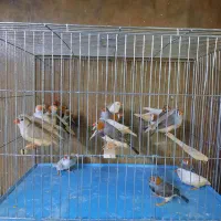 فنچ فائو اورنج تعداد|پرنده|اردبیل, |دیوار