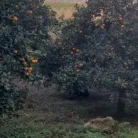 باغ پرتقال زیبا بام قاسم اباد|فروش زمین و ملک کلنگی|چابکسر, |دیوار