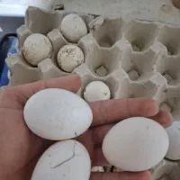 تخممرغ گلین لری جوجه کشی|حیوانات مزرعه|بهشهر, |دیوار