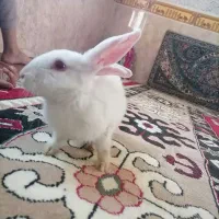 خرگوش
