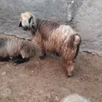 حیوانات مزرعه