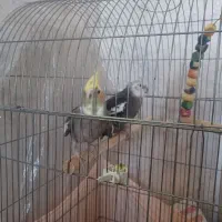 عروس هلندی جفت