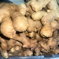 زنجبیل تازه 7 کیلویی