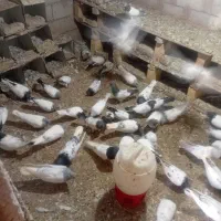 کبوترباشی گوی باشی موشی