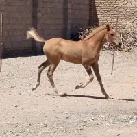 کره نریان ۶ماه شیر کامل|اسب و تجهیزات اسبسواری|مه ولات, |دیوار