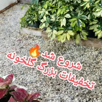 حراج گل و گیاه آپارتمانی و کاکتوس