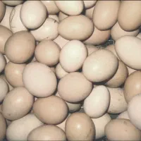 تخم مرغ محلی