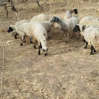 گوسفند 10راس میش