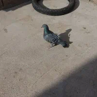 4عدد کبوتر|پرنده|مسجد سلیمان, |دیوار