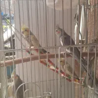 ۸عدد جوجه عروس هلندی ۴ ماهه.