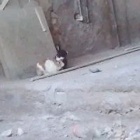 دوعدد خرگوش نر وماده