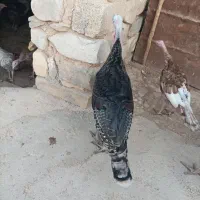 بوقلمون نر|حیوانات مزرعه|زرنه, |دیوار