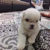 سگ شیت سوگ|سگ|رشت, پیرکلاچای|دیوار