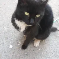 گربه امداد خواه