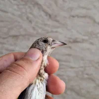 جوجه سهره نر به شرط استان فارسی زیر دهن شده