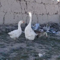 قوغاز اصیل|حیوانات مزرعه|نیر (اردبیل), |دیوار
