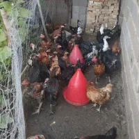 جوجه مرغ ۱۵ عدد کلی دانه ۳۰۰ فقط جوجه مرغ محلی