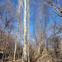 خریدوفروش انواع درخت وچوب با قیمت روز بازار|خدمات باغبانی و درختکاری|تبریز, |دیوار