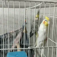 مرغ عروس نر و‌ماده