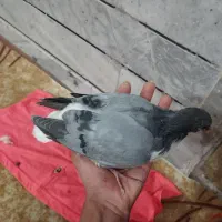 ۳ عدد جوجه کبوتر سرلاکی برا دستی کردن ویکی دونخور|پرنده|اصفهان, عاشق‌آباد|دیوار