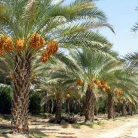 فروش ۳۰ هکتار زمین  قابل تهاتر با اپارتمان شیراز