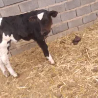 گوساله نر|حیوانات مزرعه|تربت جام, میان جام|دیوار