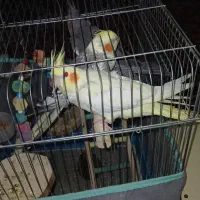 عروس هلندی ۳ ماهه|پرنده|کرج, سیاه کلان|دیوار