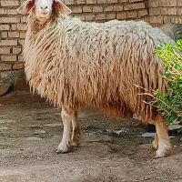 بره گوسفند و بره