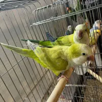 طوطی راهب سبز پسته ای و اپلاین|پرنده|آمل, |دیوار