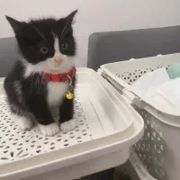 واگذاری بچه گربه 2 ماهه