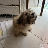 سگ پاکوتاه نژاد شیتزو تریر