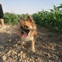 سگ پامر|سگ|مرودشت, فیروزی|دیوار