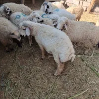 فروش گوسفند و بره ارزان