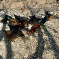 مرغ و خروس|حیوانات مزرعه|ملایر, |دیوار