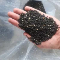 بذر پیاز قرمز|گل و گیاه طبیعی|نوشین شهر, |دیوار