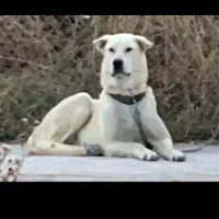 جفتگیری با سگ نر