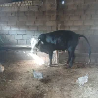 فروش گاو|حیوانات مزرعه|کوهدشت, |دیوار