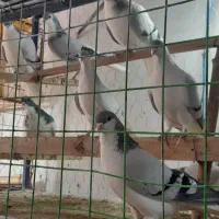 کبوتر رنگی قزوینی پرنده نر و ماده و جوان