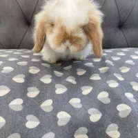 واگذاری رایگان خرگوش لوپ|موش و خرگوش|اصفهان, آبشار|دیوار