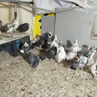 کفتر تهرانی|پرنده|بومهن, |دیوار