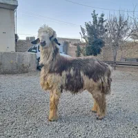 بره نره داشتی