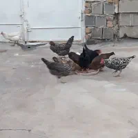 تعدادی مرغ جوان|حیوانات مزرعه|سرپل ذهاب, |دیوار