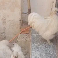 مرغ ابریشمی زیبا|حیوانات مزرعه|بانه, |دیوار