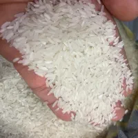 برنج تایلندی/بار جدید عالی/کالابرگ